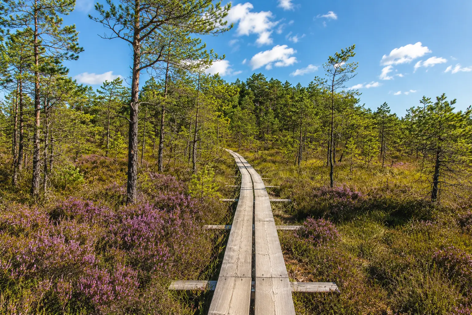 Holzsteg in der Landschaft von Lamehaa in Estland