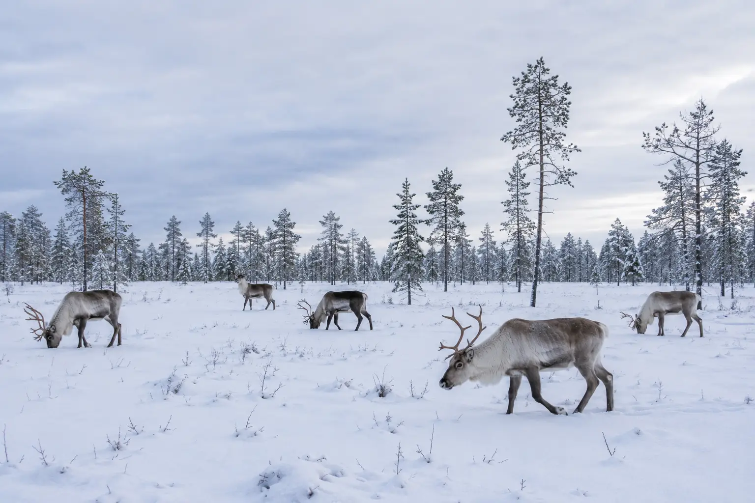 Rentiere in einer Winterlandschaft in Lappland